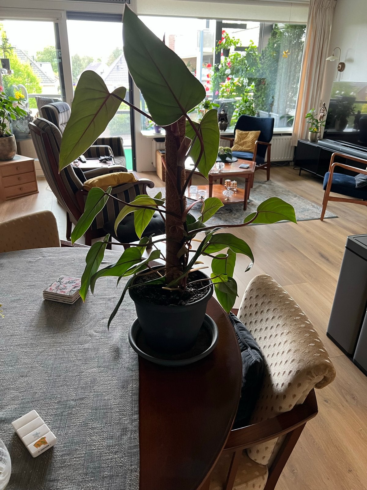 Prachtige Philodendron met mosstok, 100 tot 150 cm, Overige soorten, In pot, Groene kamerplant