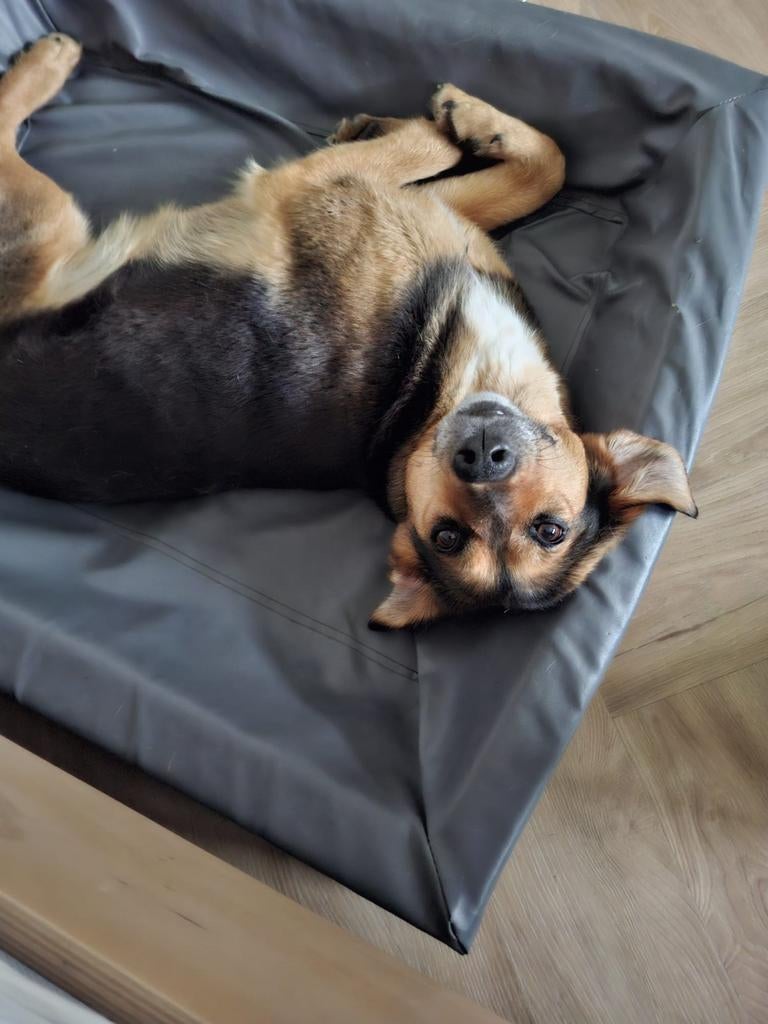 Zachtaardige JUNE  ️♀️  ter adoptie, Dieren en Toebehoren, Particulier, Buitenland, Teef, Parvo