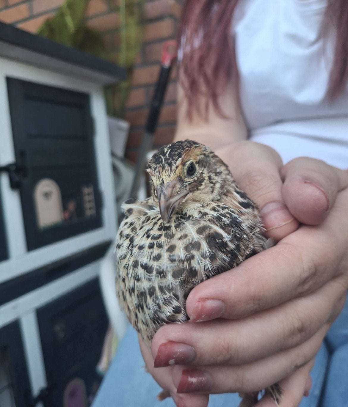 Mannetjes kwartels gezocht, Mannelijk, Overige soorten