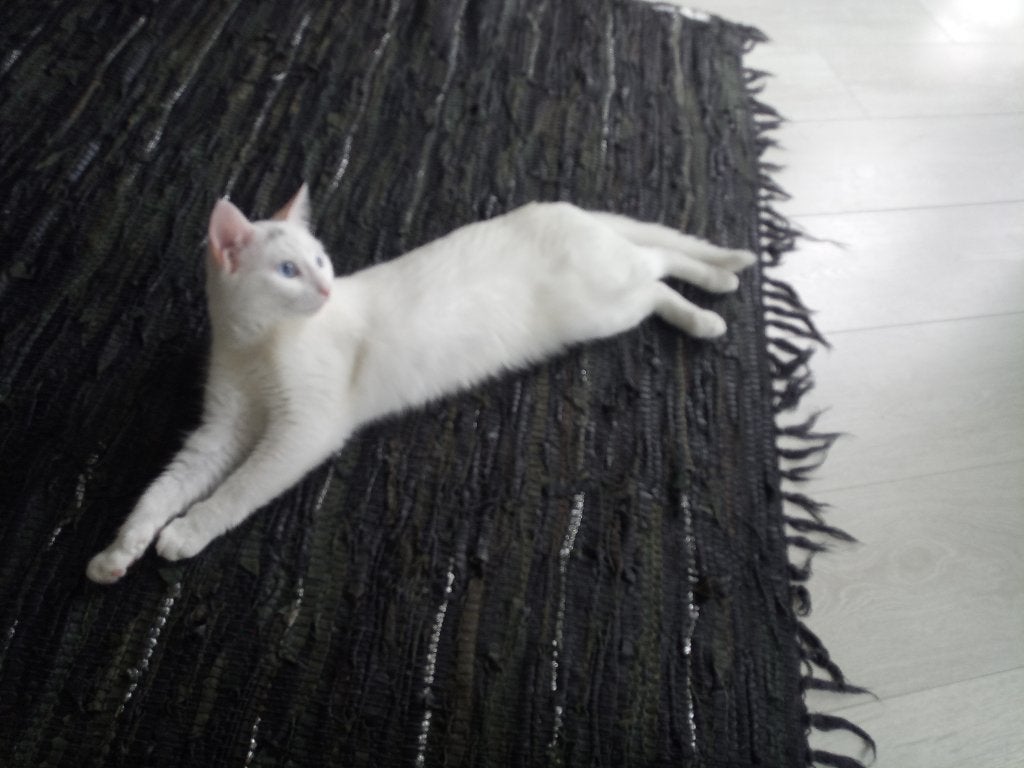 Turkse van, Poes, Gechipt, 3 tot 5 jaar