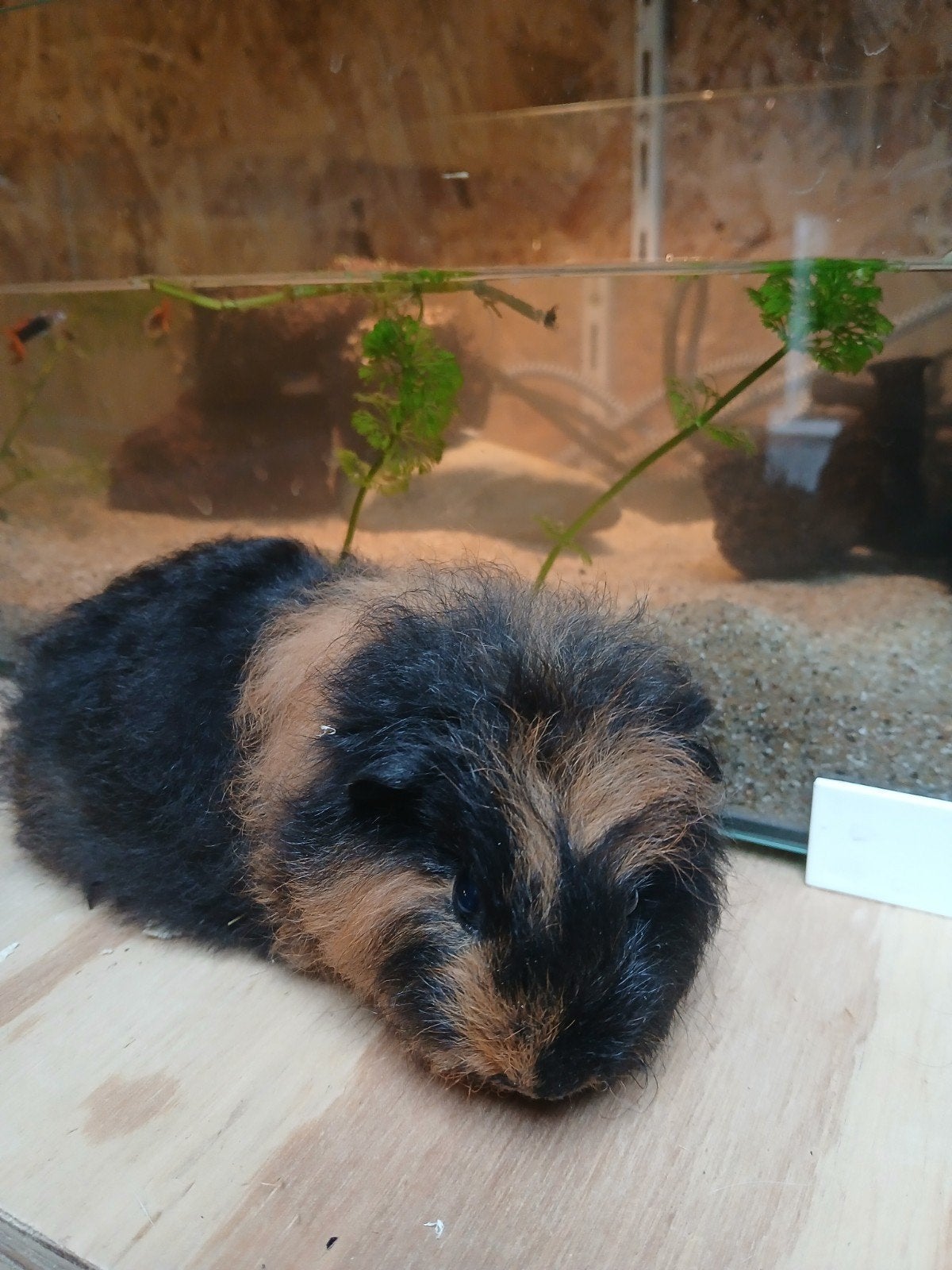 Ch teddy's., Dieren en Toebehoren, Cavia, Juni, Meerdere dieren, Tam