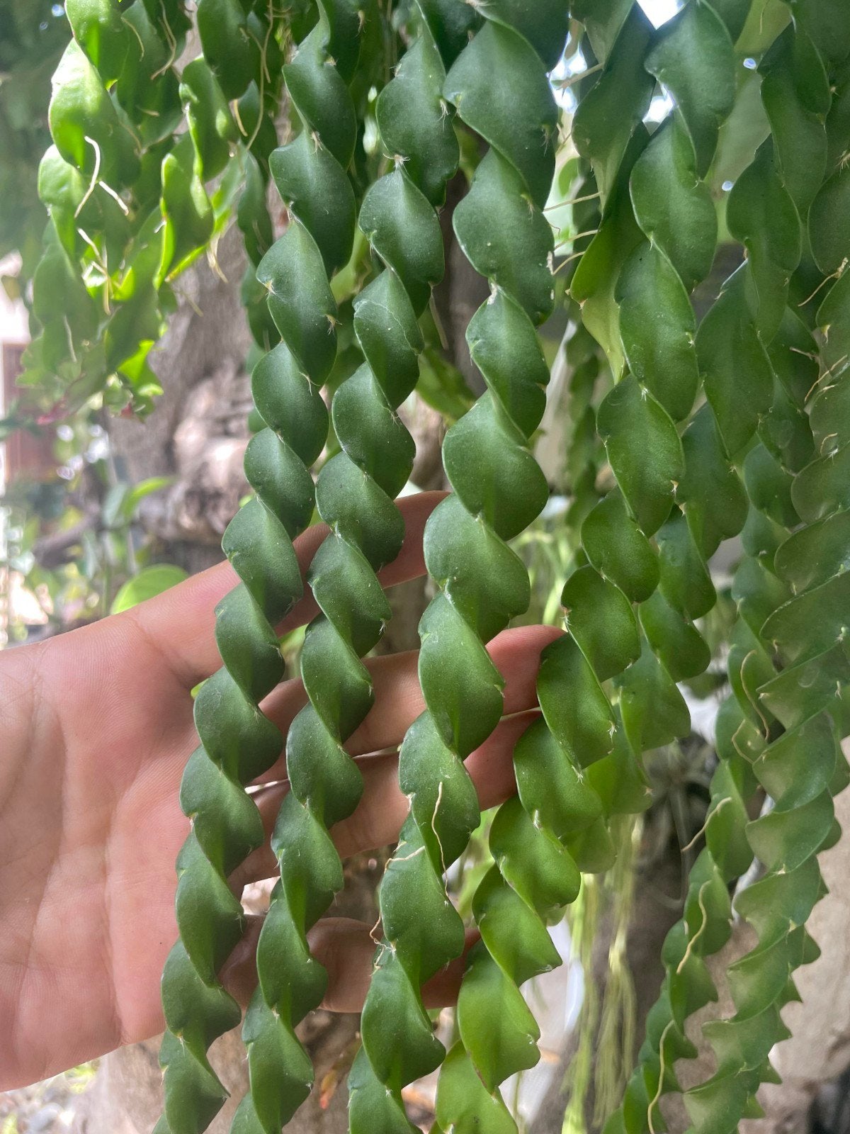 Rhipsalis cruciformis spiralis rare cutting, Ophalen of Verzenden, Halfschaduw, Minder dan 100 cm