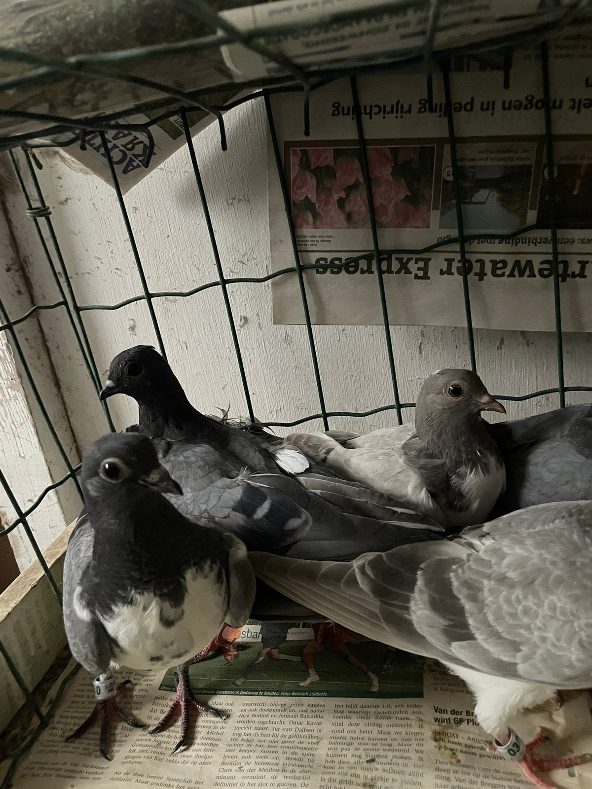 7 boedapester hoogvliegers, Meerdere dieren, Tuimelaar of Roller