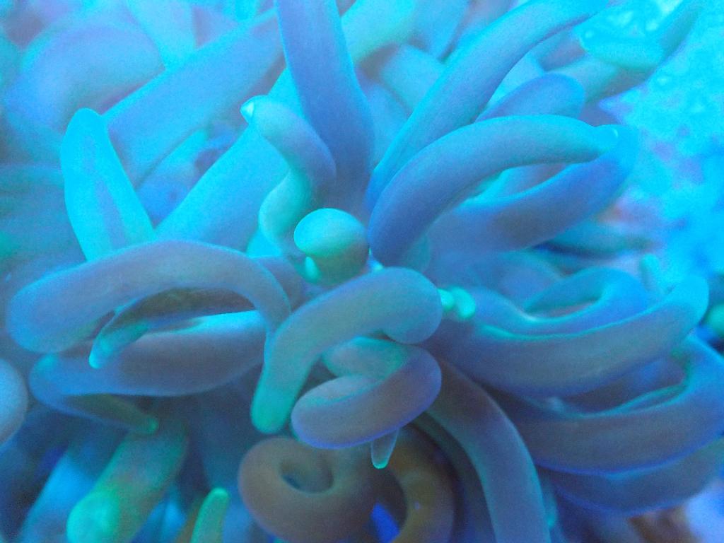 anemoon, Slak of Weekdier, Zoutwatervis
