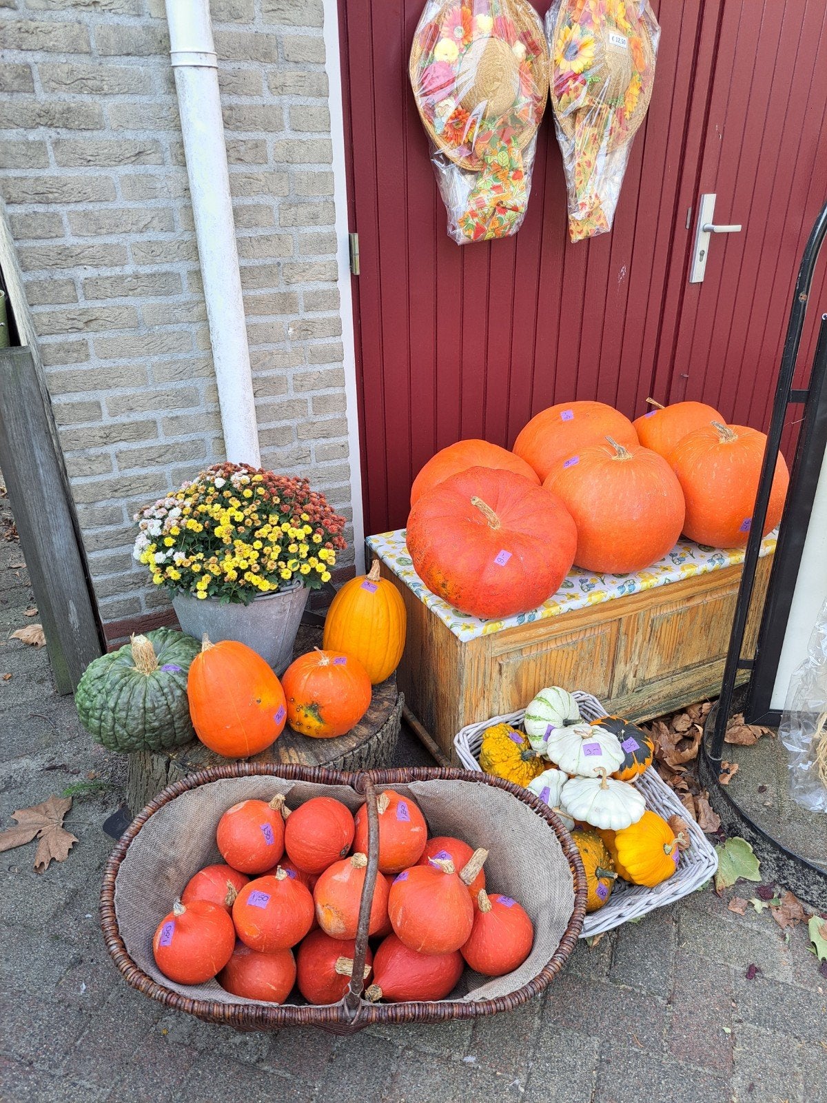 pompoenen en kalebassen, Ophalen