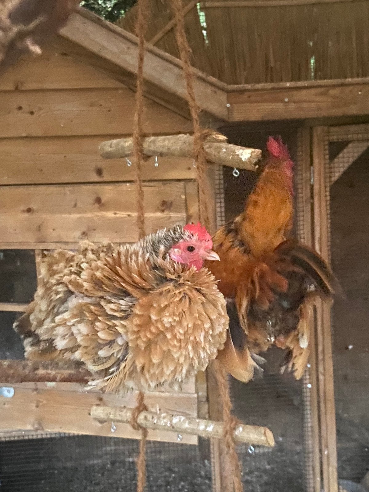 Krielkippen, kleine serama kippen, kuikens, Dieren en Toebehoren, Pluimvee, Meerdere dieren, Kip
