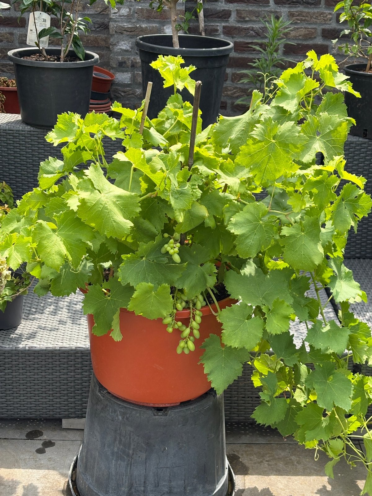Schitterende forse witte druivenplant in een ruime pot !!, Ophalen, Minder dan 100 cm, Overige soorten, Zomer