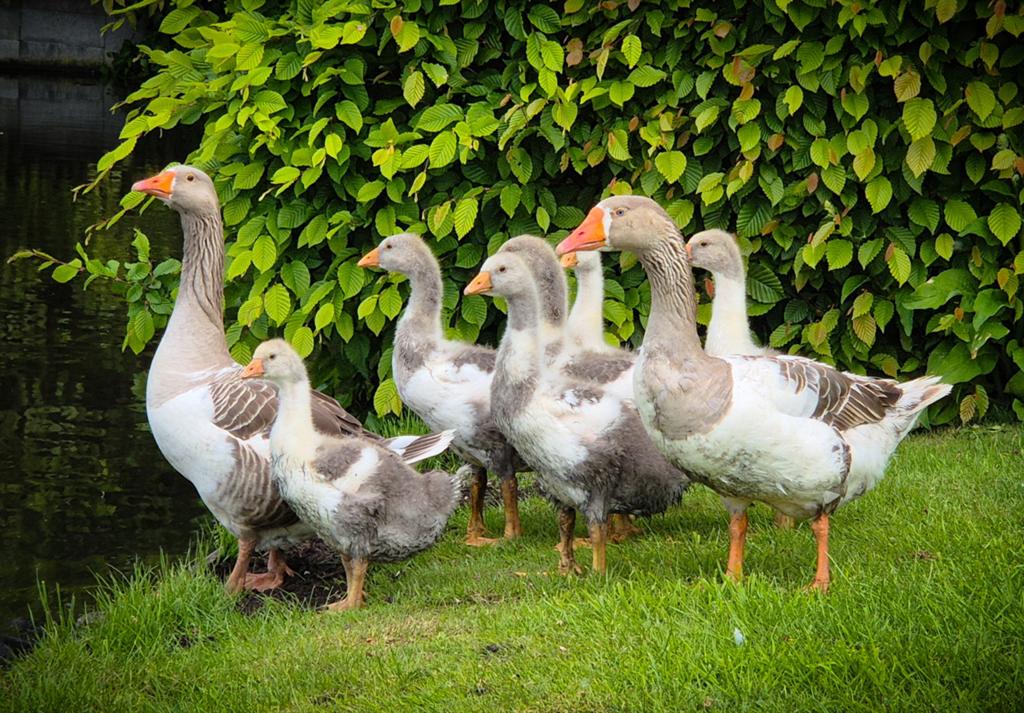 Schitterende Landganzen te koop!, Dieren en Toebehoren, Pluimvee, Meerdere dieren, Gans of Zwaan