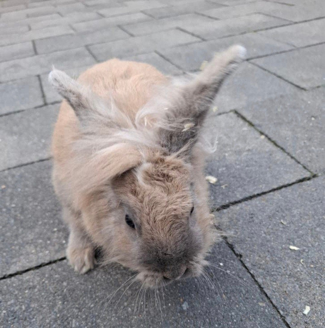 Lief mannetjes konijn, Dieren en Toebehoren, Mannelijk
