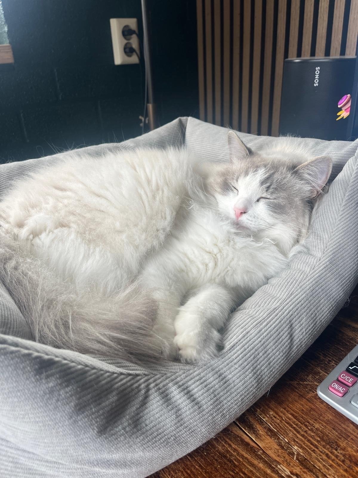 Super lieve ragdoll, Poes, Met stamboom, 3 tot 5 jaar