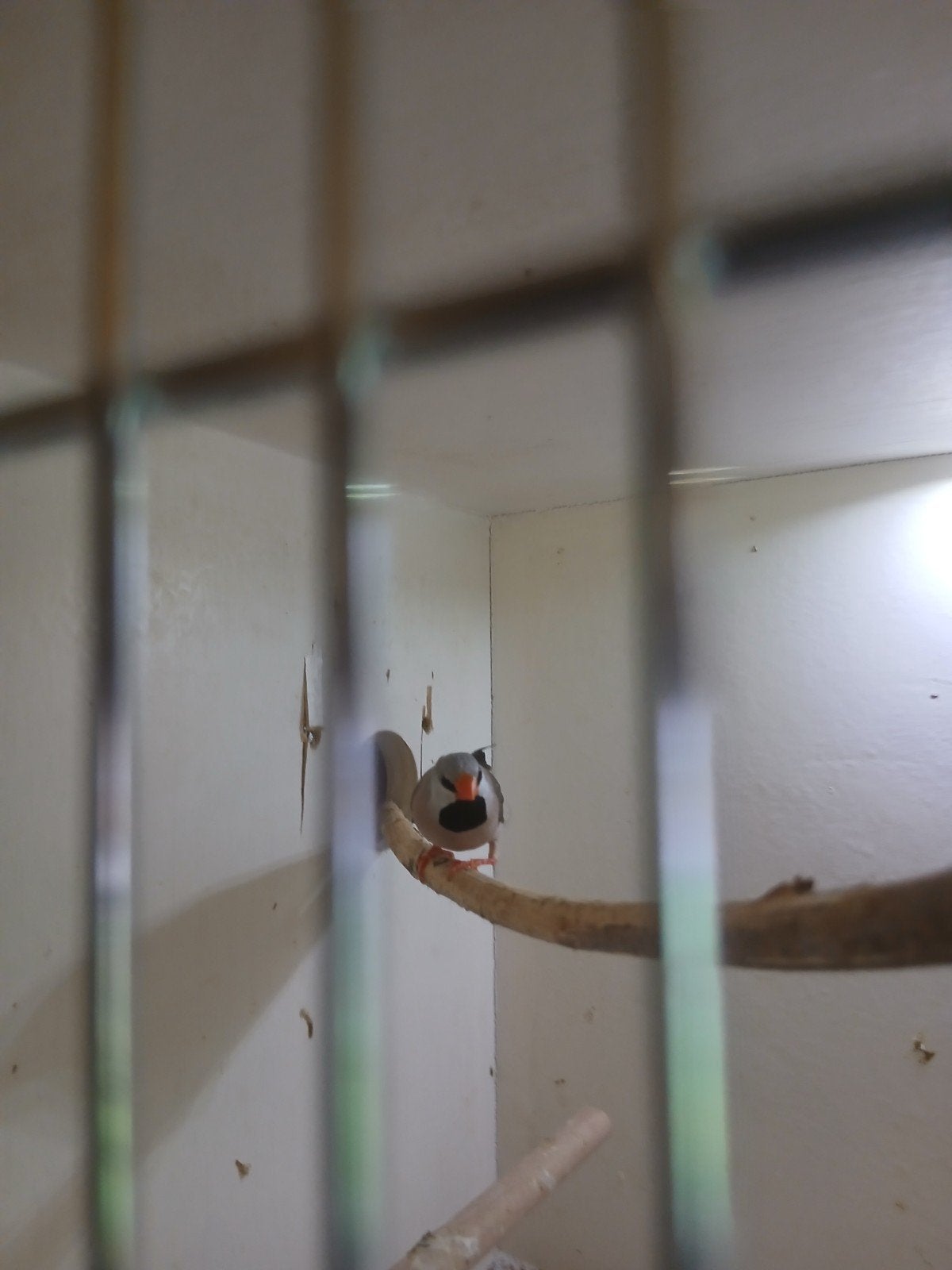 Spitsstaart amadine man bleeksnavel, Dieren en Toebehoren, Mannelijk