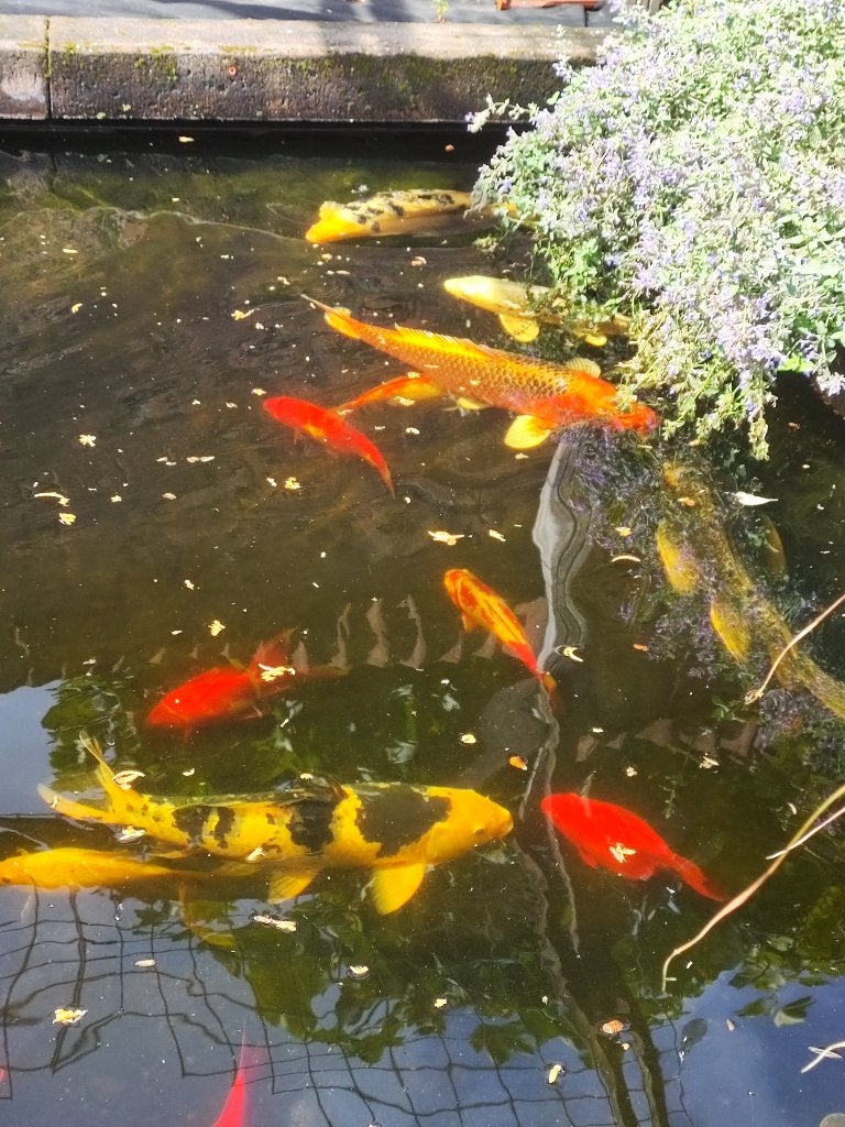 koi karper, Karper of Koi