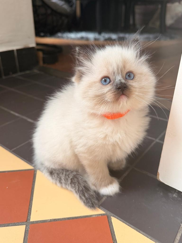Prachtige Ragdoll kittens beschikbaar, Dieren en Toebehoren, Meerdere dieren, Ontwormd, 0 tot 2 jaar