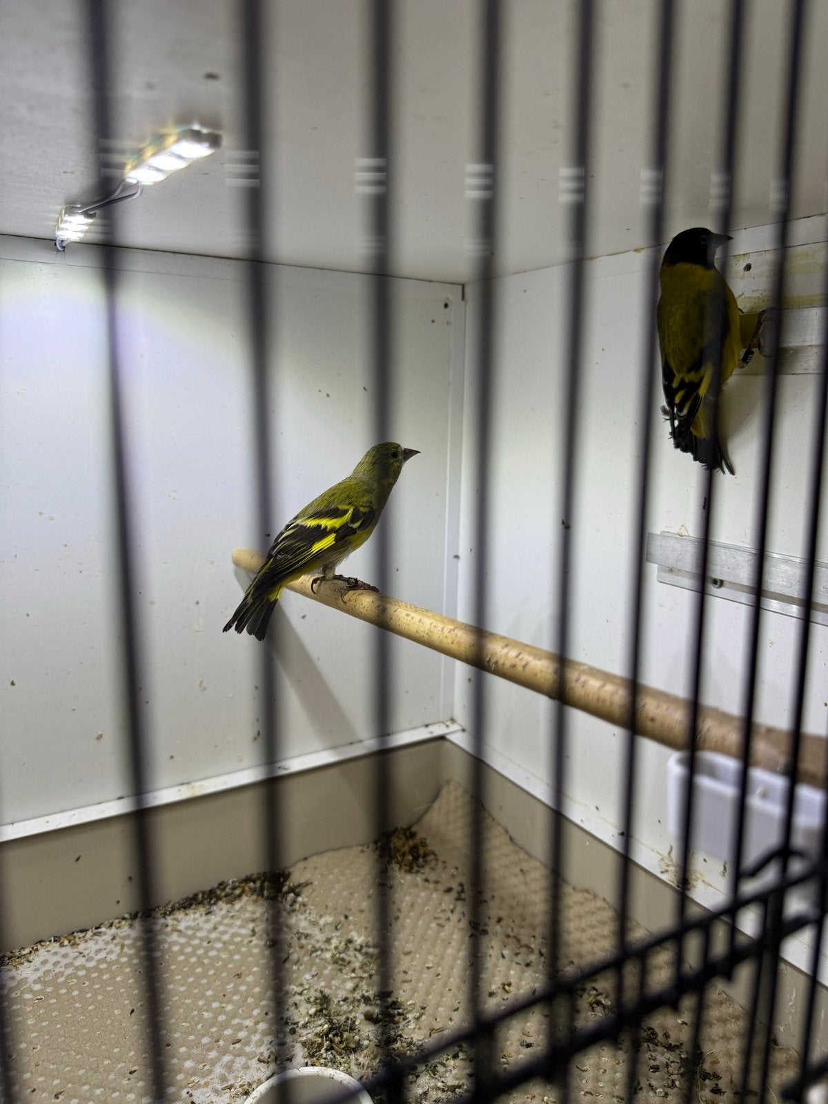 Prachtige koppel zwartkopsijsen uit 25 geringd, Meerdere dieren, Tropenvogel, Geringd
