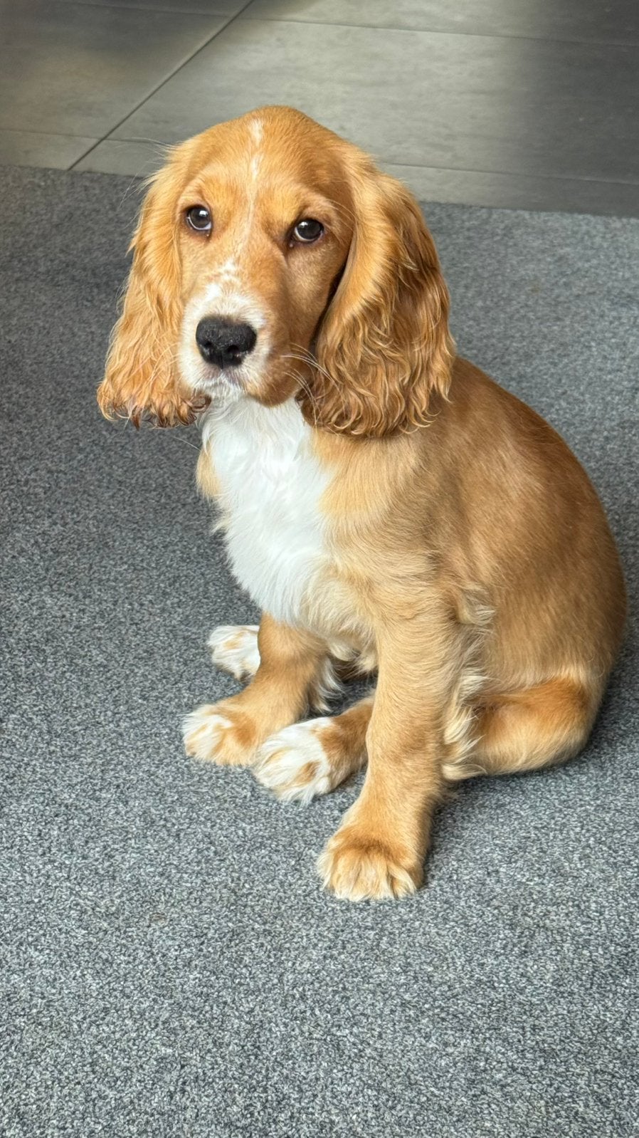 Te koop Engelse Cocker Spaniel  teefje, Parvo, 8 tot 15 weken, Teef, Eén hond