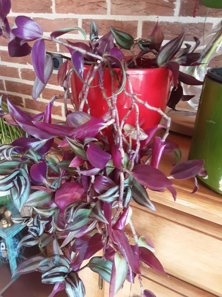 4 verschillende kamerplanten zonder overpot, Huis en Inrichting, Kamerplanten, Ophalen of Verzenden, Halfschaduw, Minder dan 100 cm