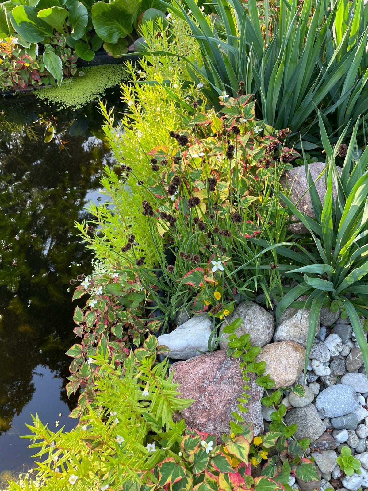 Laag Houdend Riet Oevers planten voor vijver of waterpartij, Ophalen, Volle zon, Vaste plant, Zomer