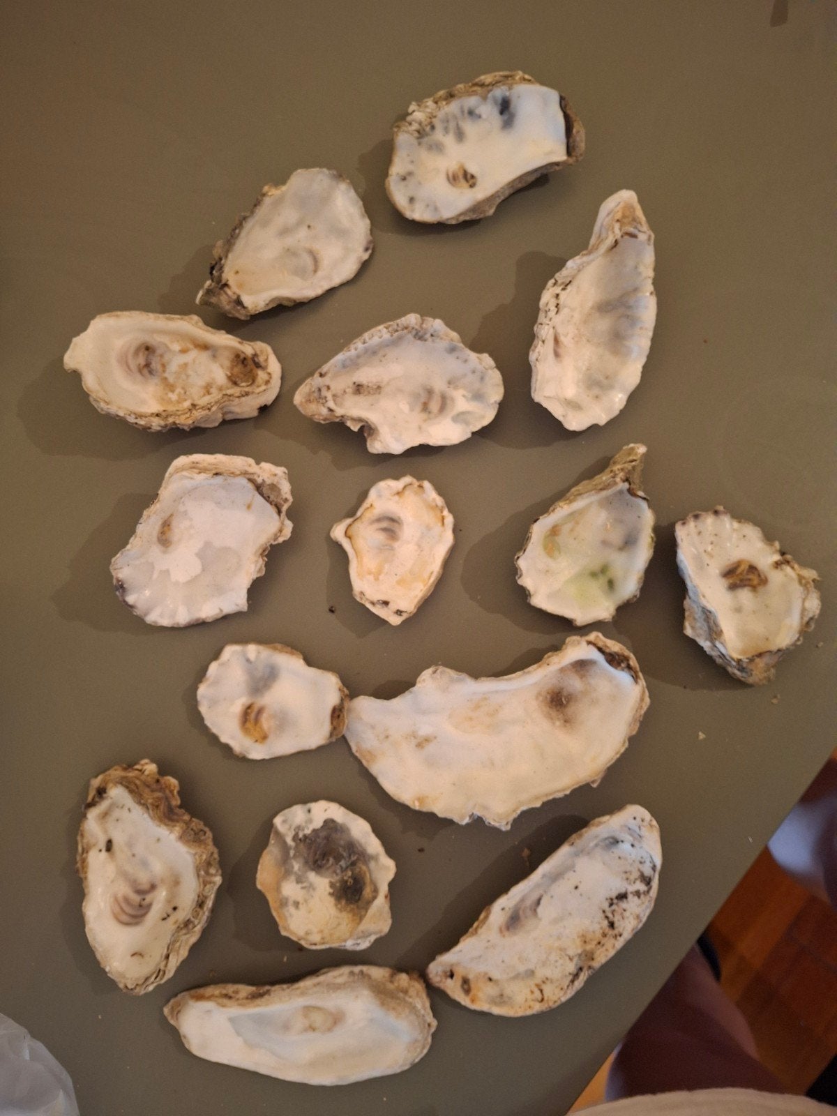 Prachtige oesterschelpen., Ophalen of Verzenden