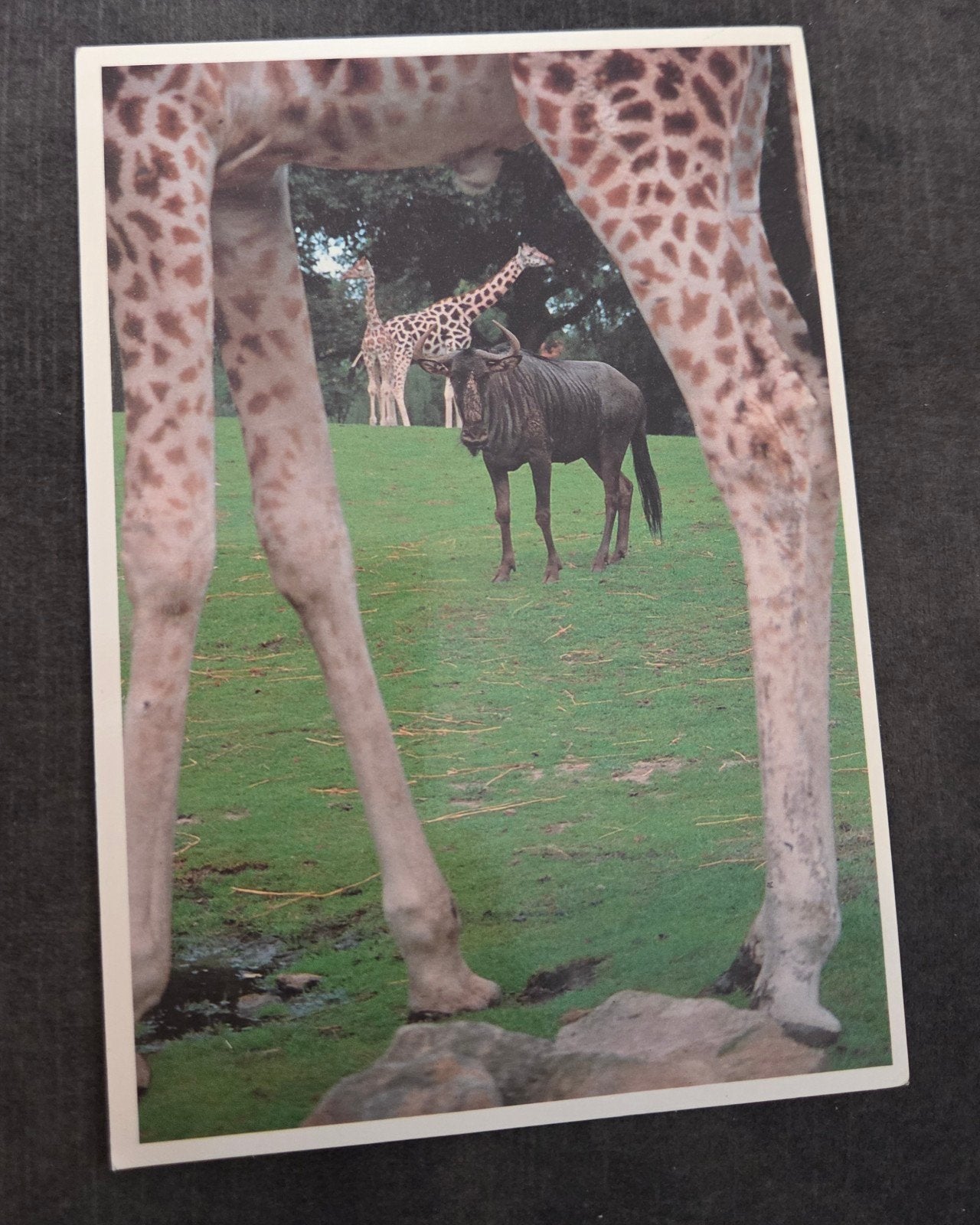Ansichtkaart Noorder Dierenpark Emmen - Afrika Savanne, Verzenden, 1980 tot heden, Gelopen, Drenthe