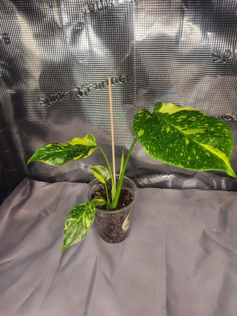 Monstera Electrolight ️, Overige soorten, In pot, Minder dan 100 cm, Groene kamerplant