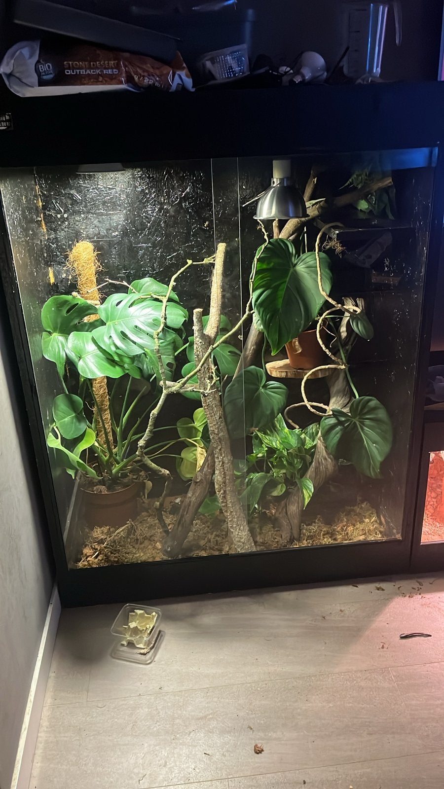 Groot terrarium MOET WEG TEAB ZSM!, Ophalen, Gebruikt, Terrarium of Paludarium