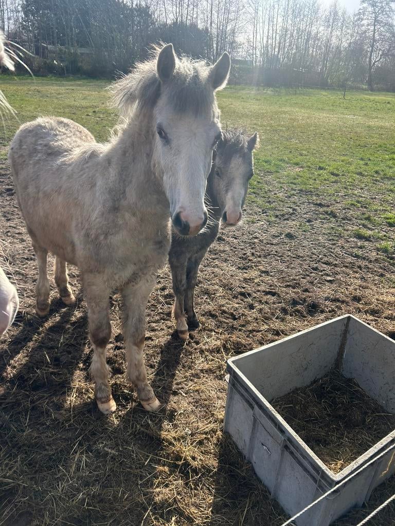 Twee welsh merries, Merrie, Minder dan 160 cm, 0 tot 2 jaar, Gechipt