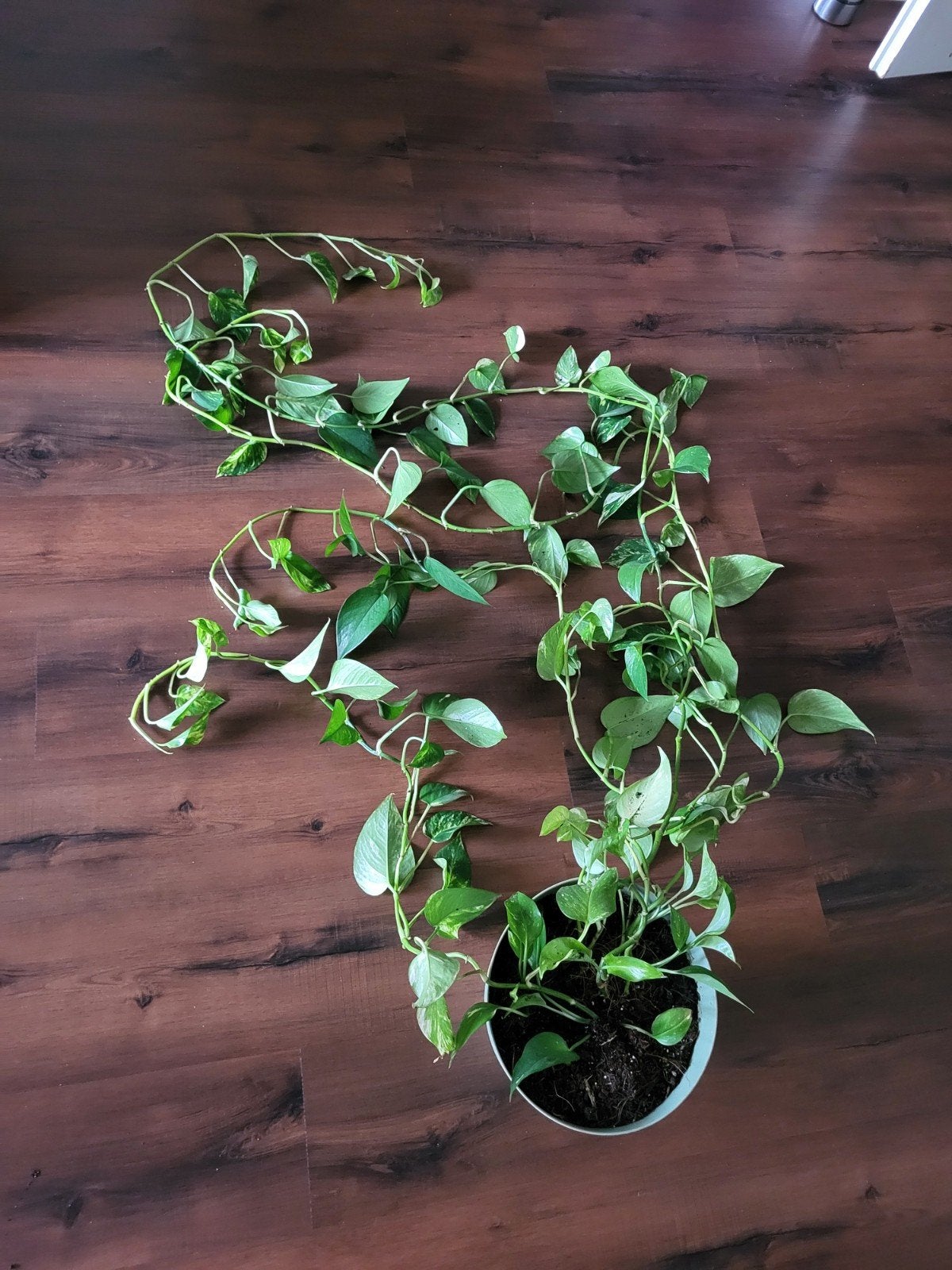 Pothos plant zonder mospaal en pot - direct ophalen, Ophalen
