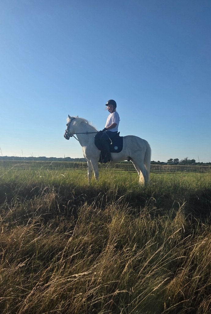 Brave allround  kinderpony, Dieren en Toebehoren, Met stamboom, Ruin, 11 jaar of ouder, Recreatiepony