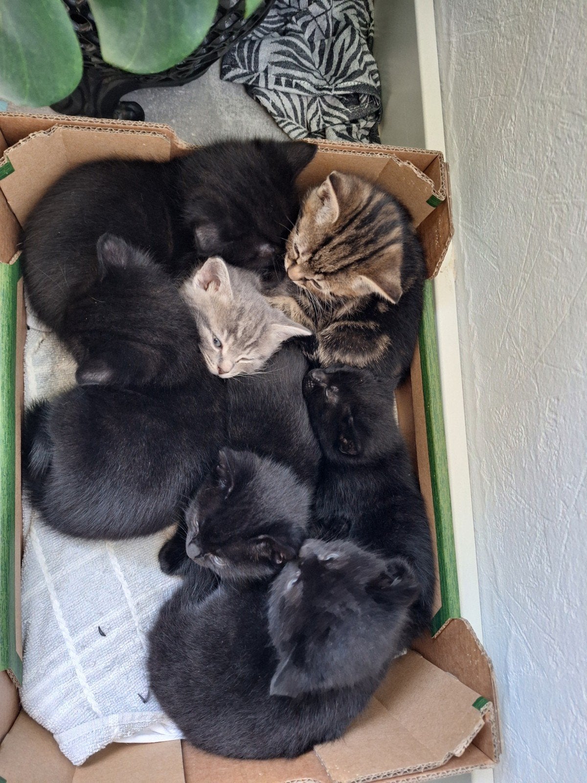 7 kittens 5 zwarte waar van 3 vrouwtjes 2 kleurtjes, Dieren en Toebehoren, Meerdere dieren, 0 tot 2 jaar