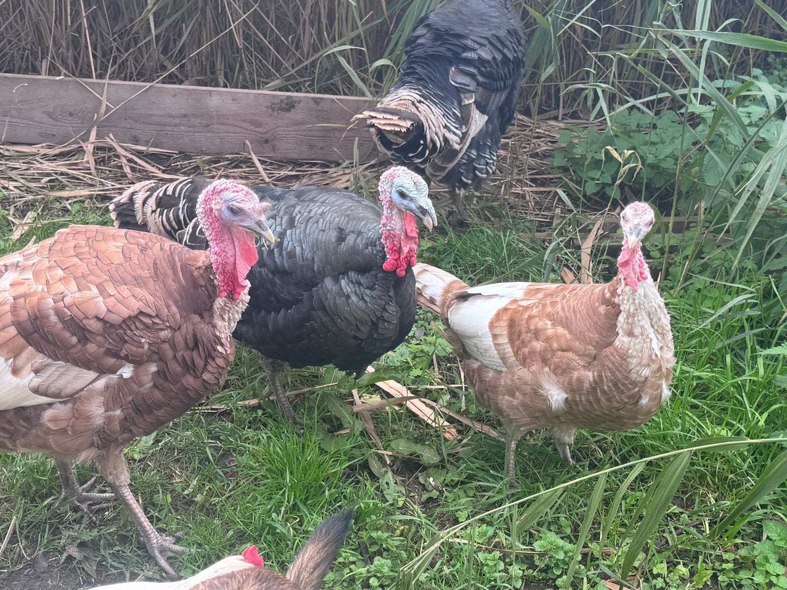 2 kalkoen hanen te koop, Dieren en Toebehoren