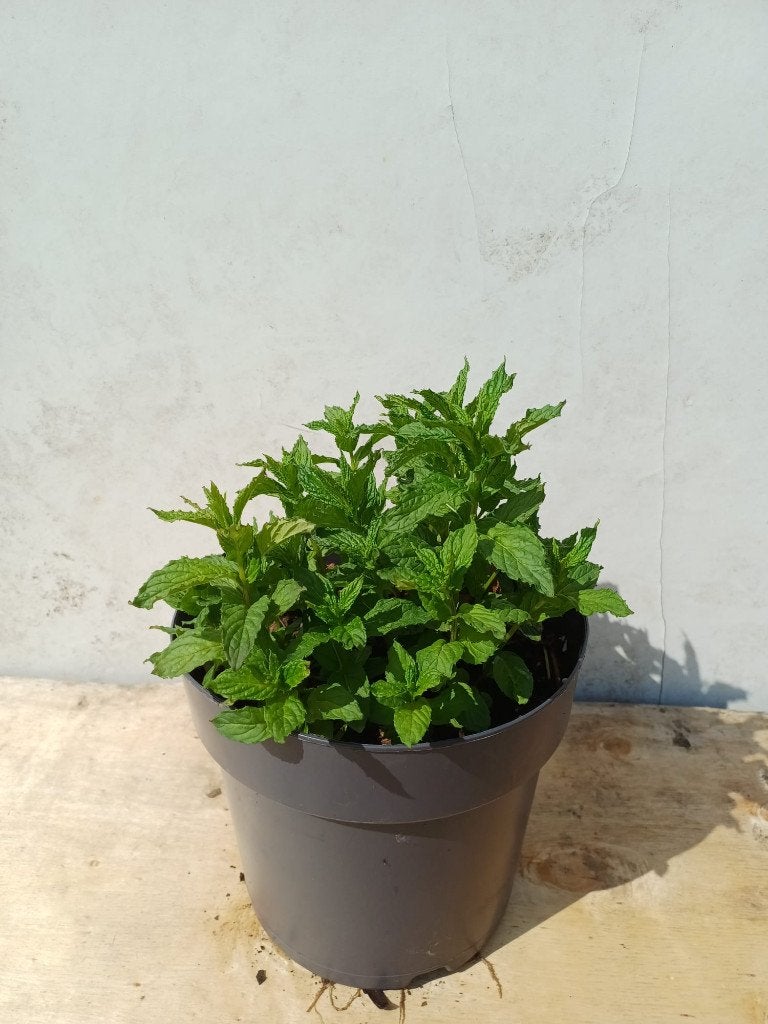 Munt, Tuin en Terras, Planten | Tuinplanten, Ophalen, Volle zon, Vaste plant, Kruiden