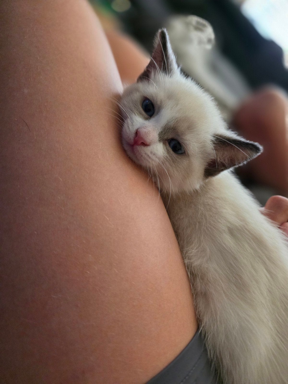 Halve raggdoll kittens te koop, Dieren en Toebehoren, Katten en Kittens | Overige Katten, Meerdere dieren