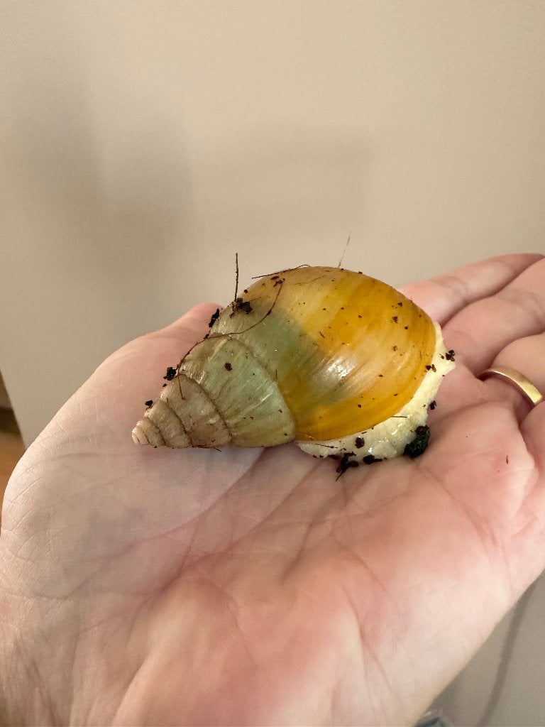 Afrikaanse reuzenslakken, Dieren en Toebehoren, Reptielen en Amfibieën, Amfibie, Met terrarium, 0 tot 2 jaar