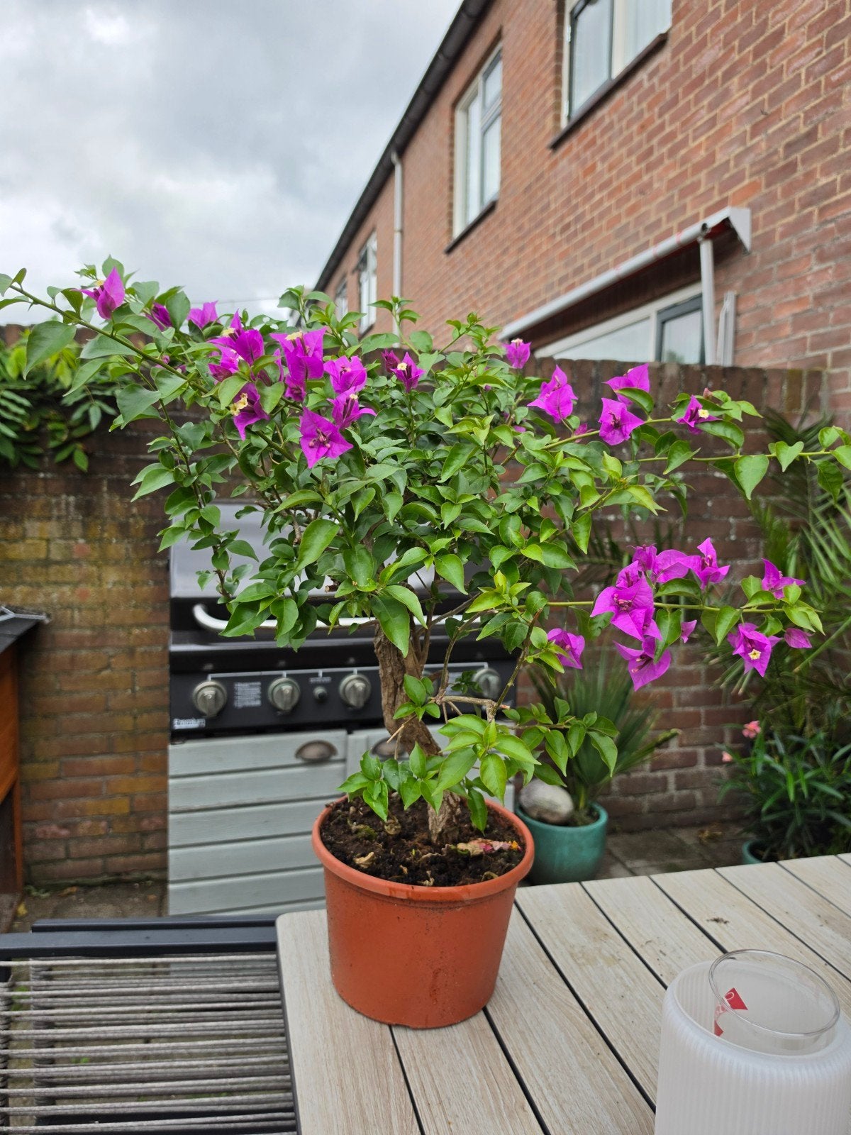 Pre bonsai bougainville, Tuin en Terras, Bloeit niet, Overige soorten, Minder dan 100 cm, Ophalen