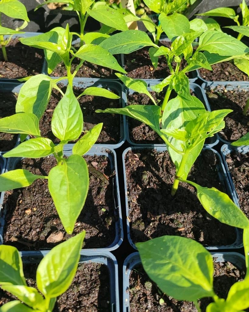 Moestuin paprika stekjes, paprika plantjes, broccoli, peper, Ophalen, Volle zon, Groenteplanten, Eenjarig