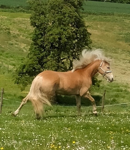 Haflinger merrie 4 jr., Merrie