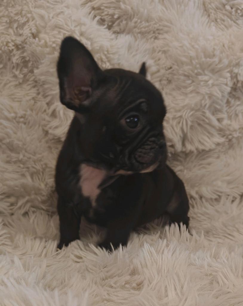franse bulldog reutje 9 weken oud., 8 tot 15 weken, Parvo, Bulldog, Meerdere