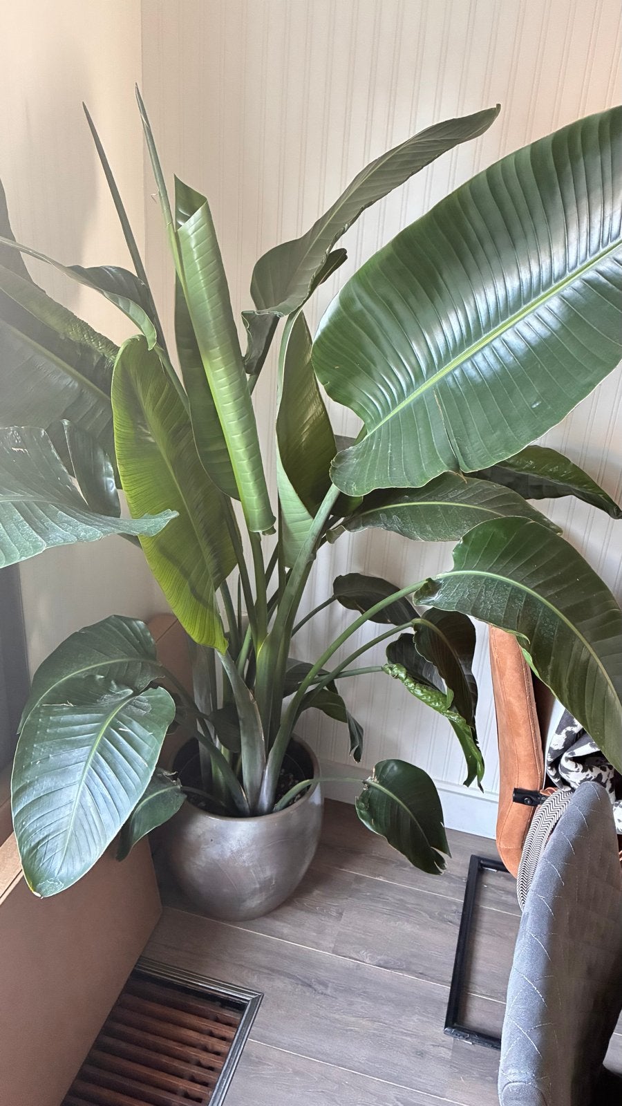 Grote Strelitzia Nicolai - Paradijsvogelplant, Ophalen, Overige soorten, Halfschaduw, In pot