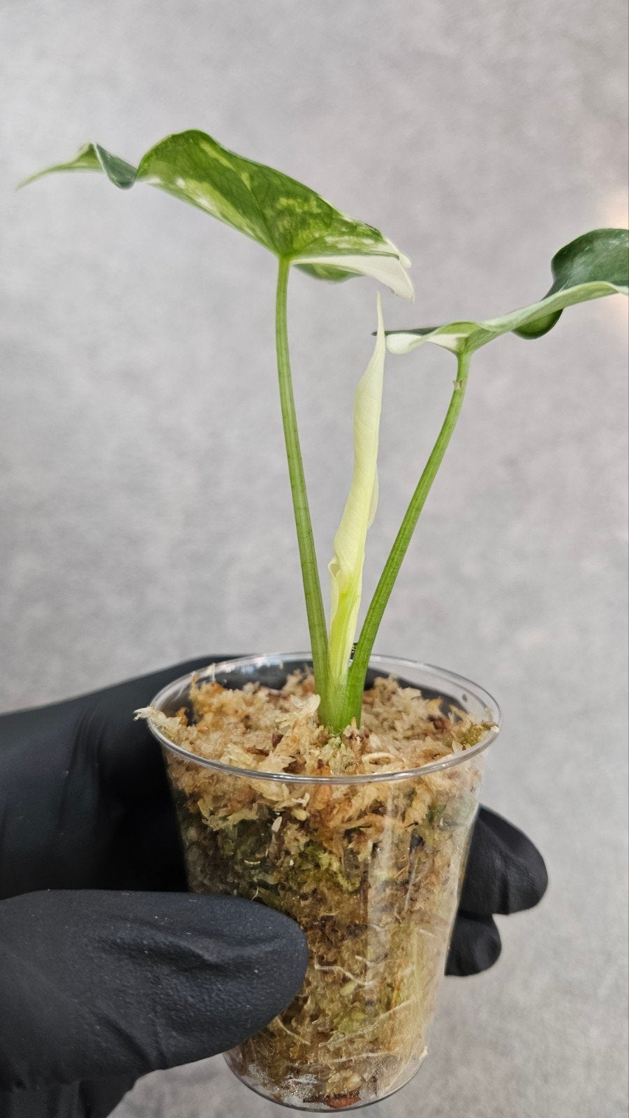 Alocasia Simpo Albo Variegata, Ophalen of Verzenden, Halfschaduw, Minder dan 100 cm