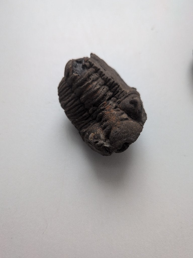 Prehistorische trilobiet, top!, Ophalen of Verzenden, Fossiel