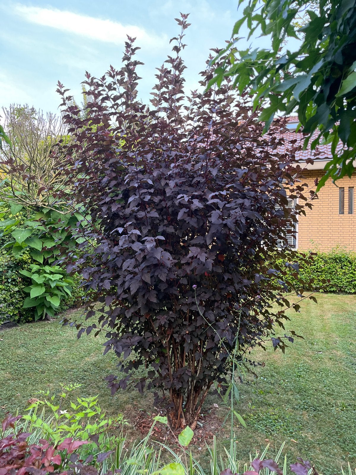 Prachtige Physocarpus Opulifolius 'Diabolo' struik, Volle zon, Vaste plant, Zomer, Ophalen