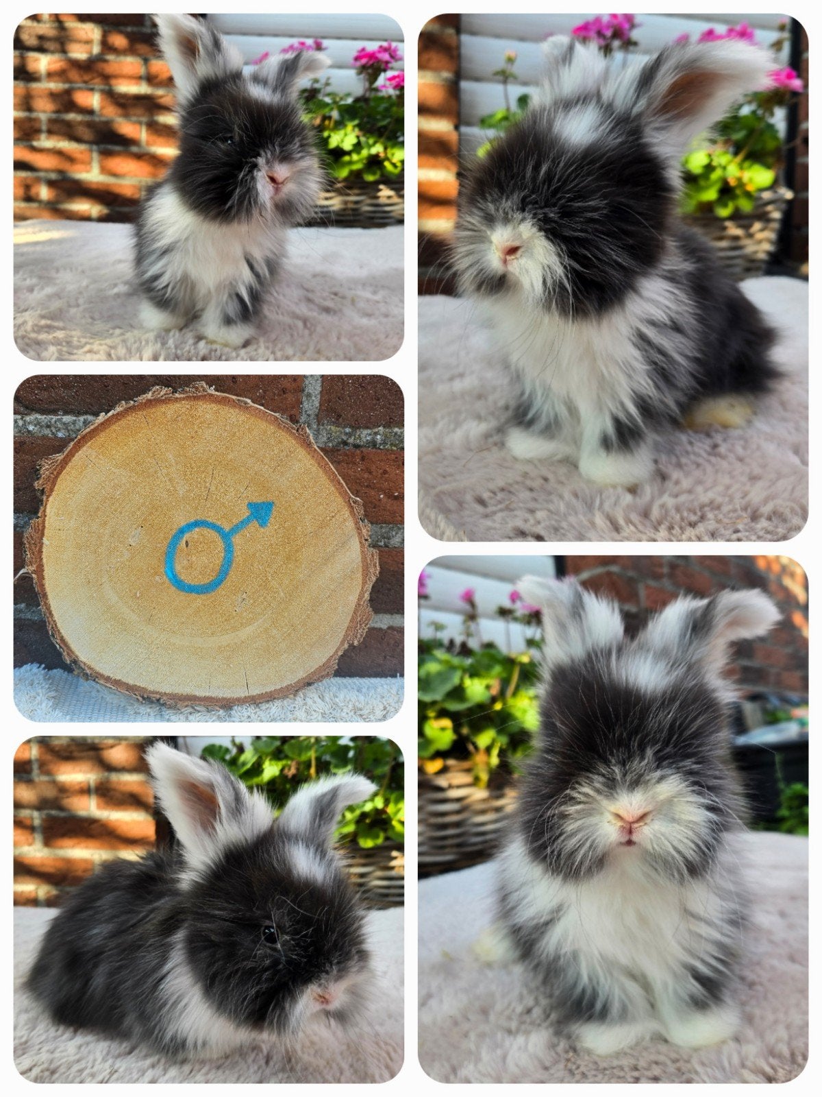 Engelse Angora, Dieren en Toebehoren