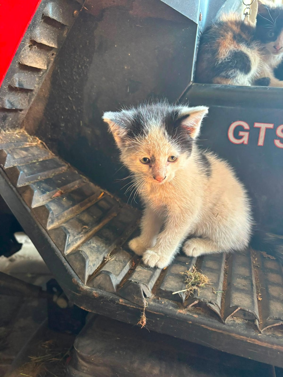2 kittens (katers) te koop, 0 tot 2 jaar