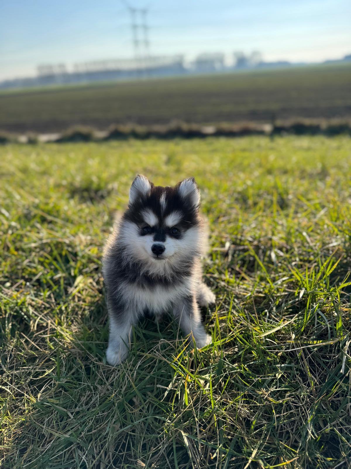 Pomsky  teefje, Parvo, Overige rassen, 1 tot 2 jaar, Teef
