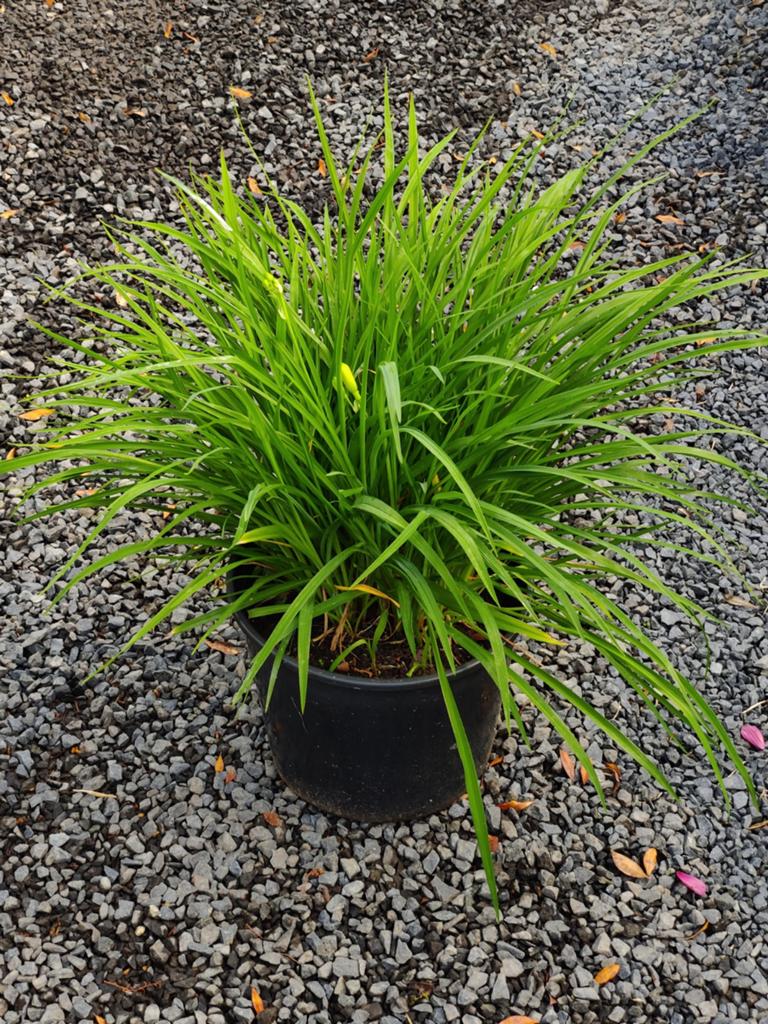 Hemerocallis (kleine gele bloemen) in 12 liter pot, Ophalen, Vaste plant, Overige soorten, Volle zon