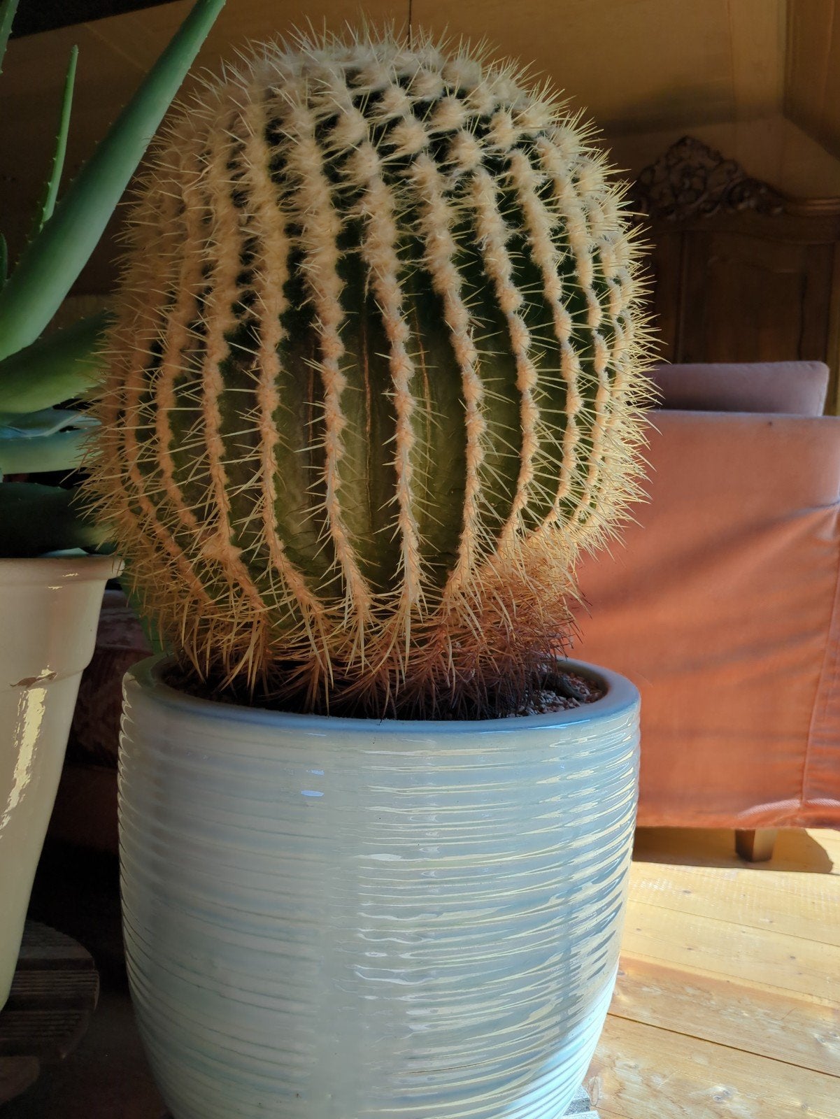 Grote bolcactus in pot - perfect voor zonnige plekken, Huis en Inrichting, Kamerplanten, Ophalen, Minder dan 100 cm, In pot, Cactus