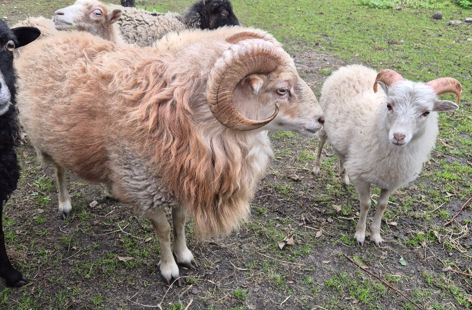 3 rammen,  ouessant, quessant, Dieren en Toebehoren, Mannelijk, Schaap