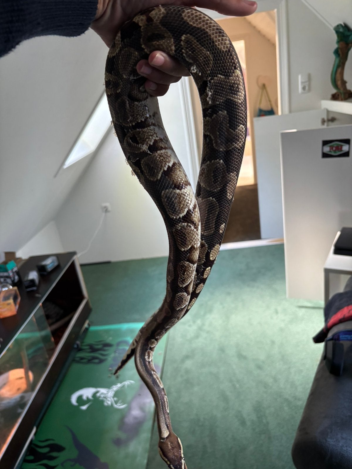 Konings python Ball Python photo 4