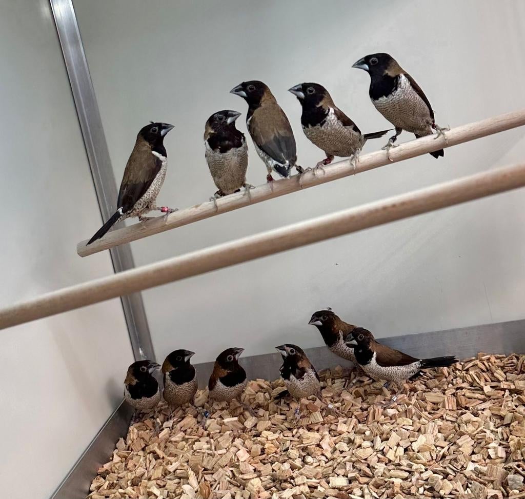 Molukse bronzemannen, Dieren en Toebehoren, Meerdere dieren