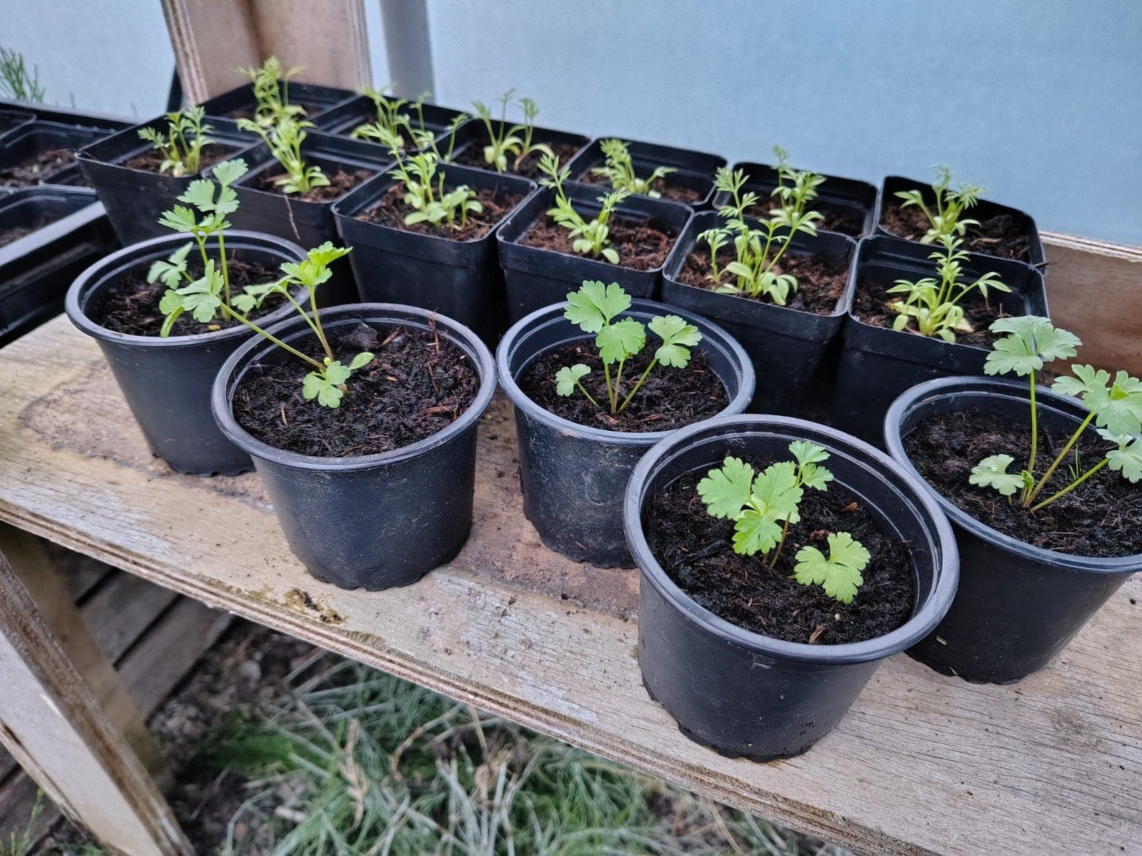 Maggie / Lavas, Ophalen, Volle zon, Vaste plant, Kruiden